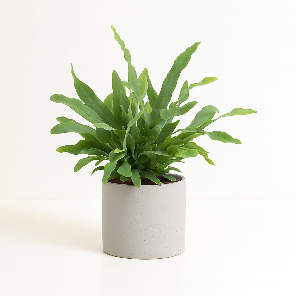 Phlebodium Blue Star - 32cm