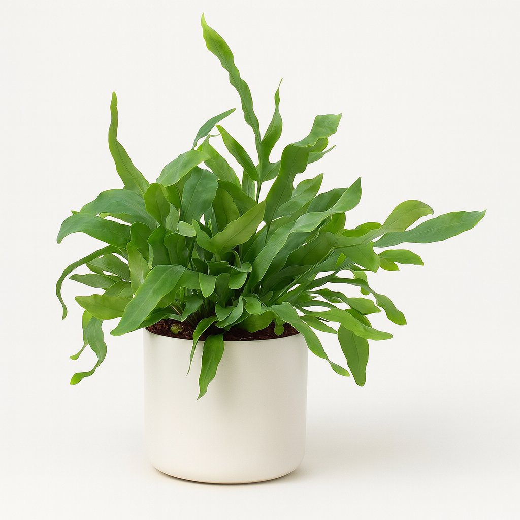 Ungiftige Pflanzen für das Schlafzimmer (klein)