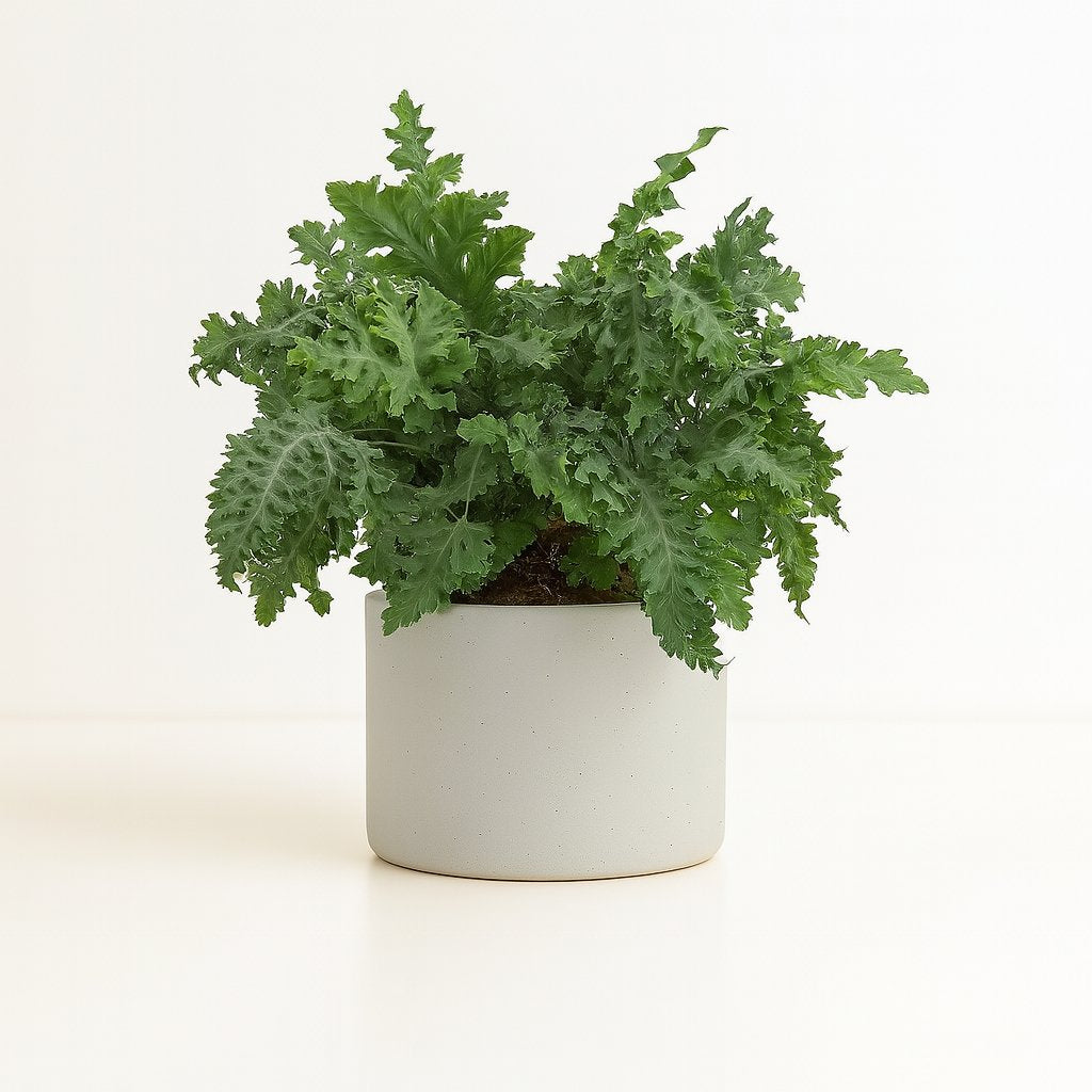 Phlebodium Davana - 60cm in einem modernen Studio mit modernem Topf