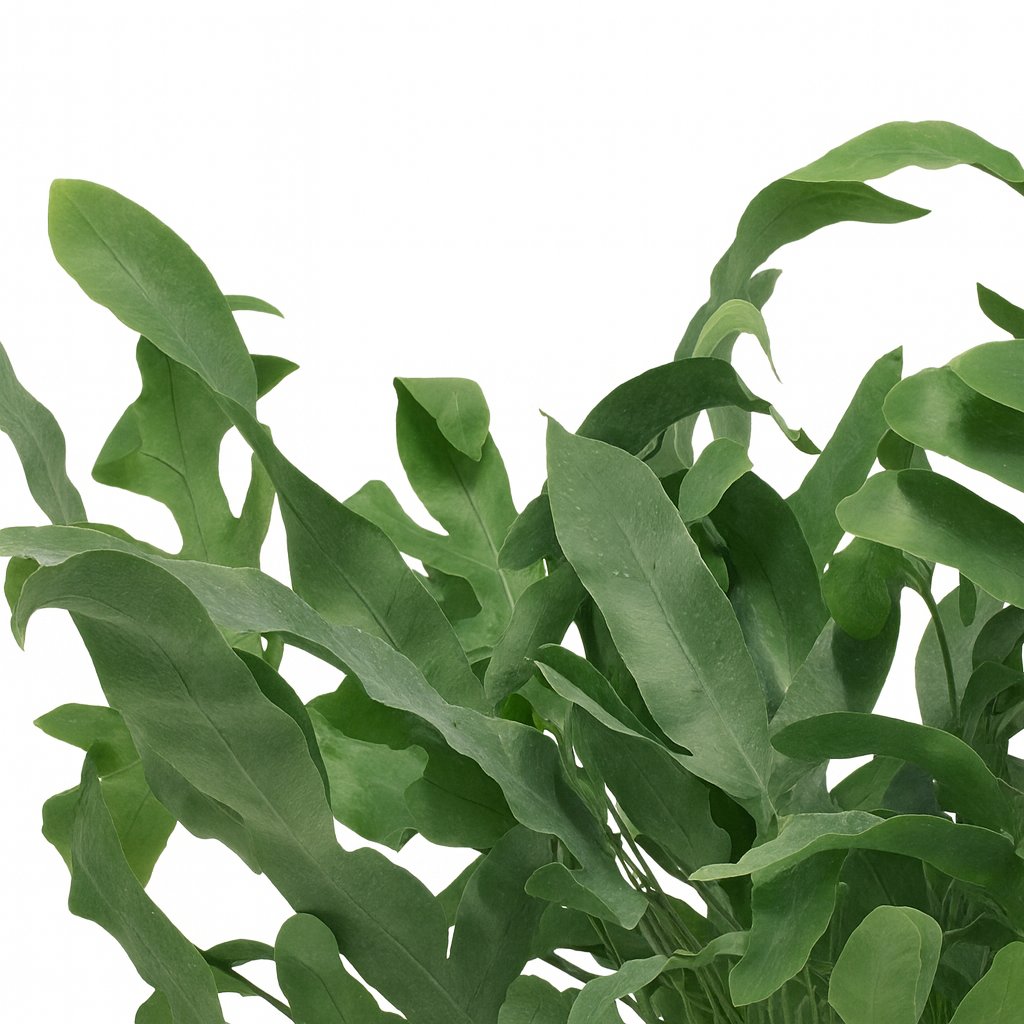 Phlebodium Blue Star - 35cm