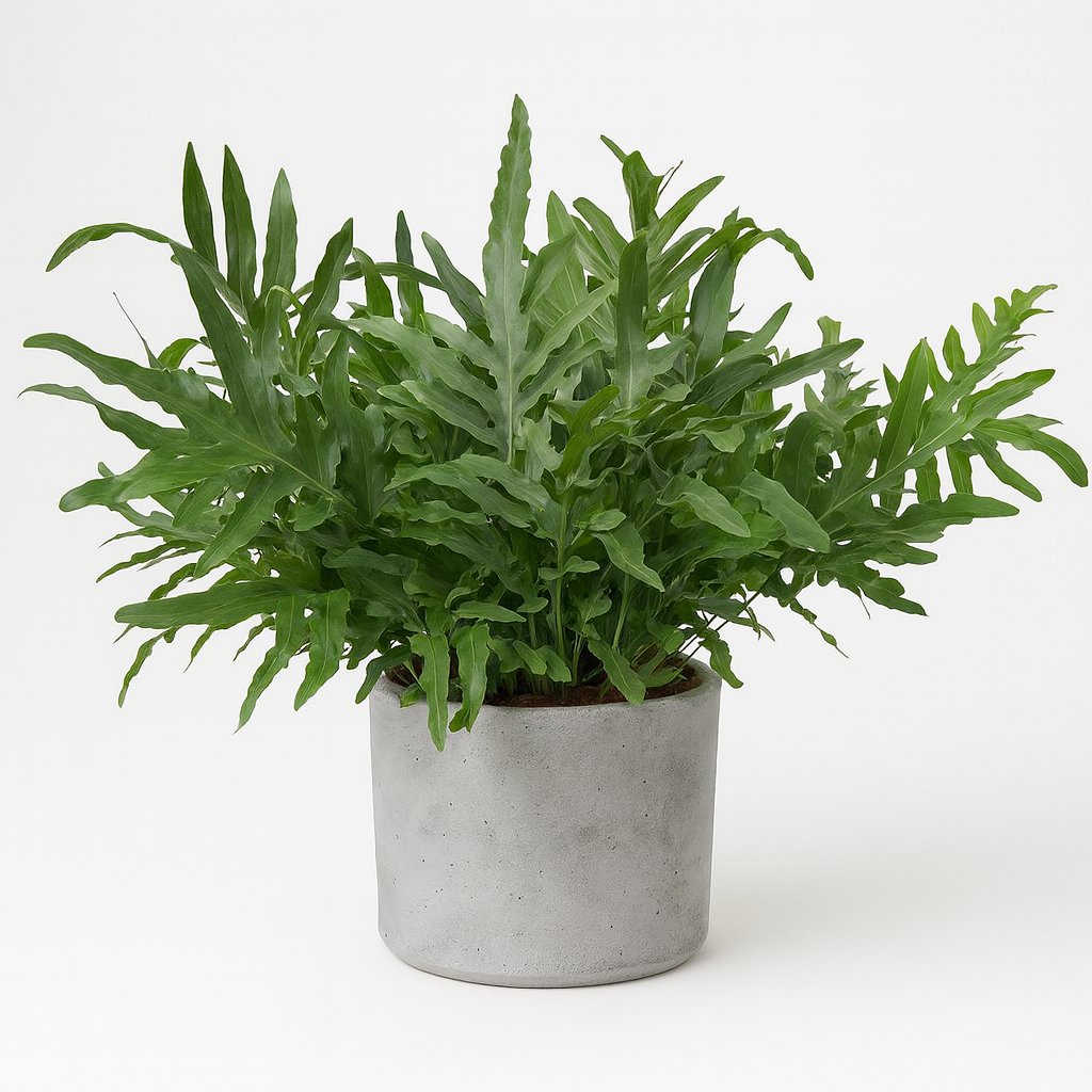 Phlebodium Blue Star - 80cm in einem Betontopf