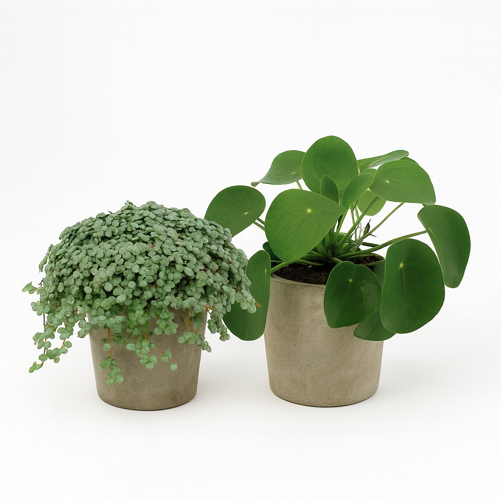 Pilea Duo (2 Stück) - 15cm in einem modernen Studio mit modernem Topf