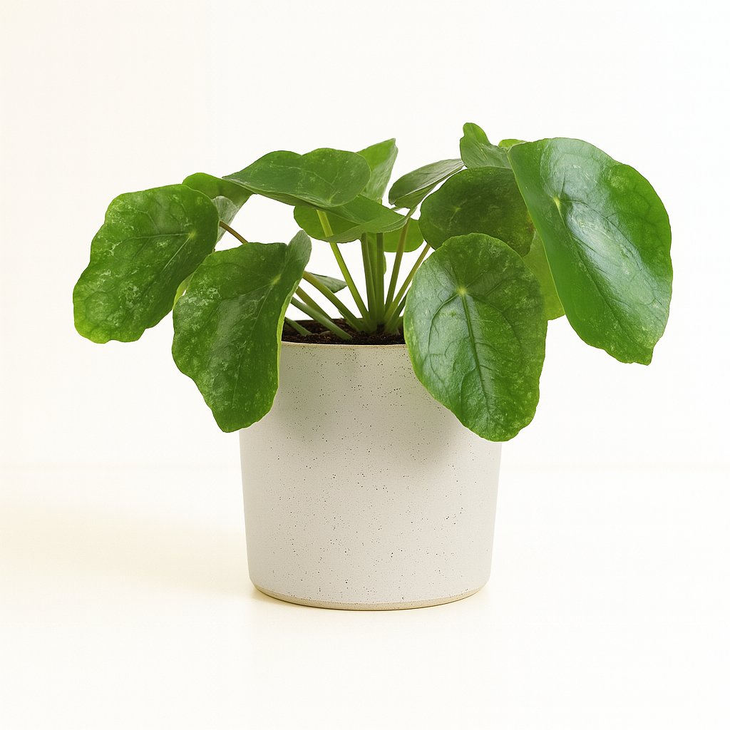 Pilea Sugar - 20cm in einem modernen Studio mit modernem Topf
