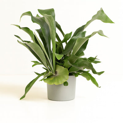 Geweihfarn (Platycerium Bifurcatum)