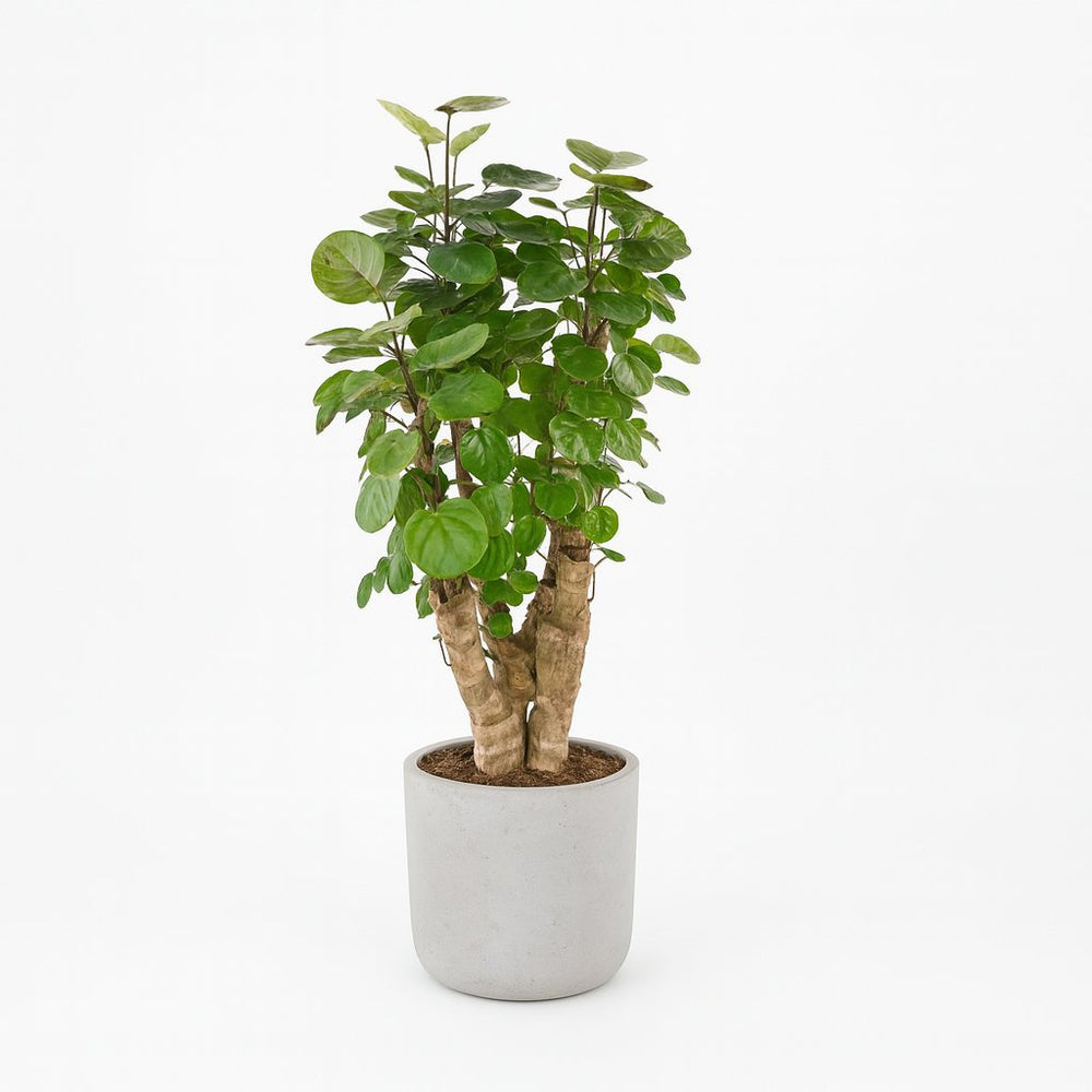 Polyscias Fabian 60cm im 17cm Topf