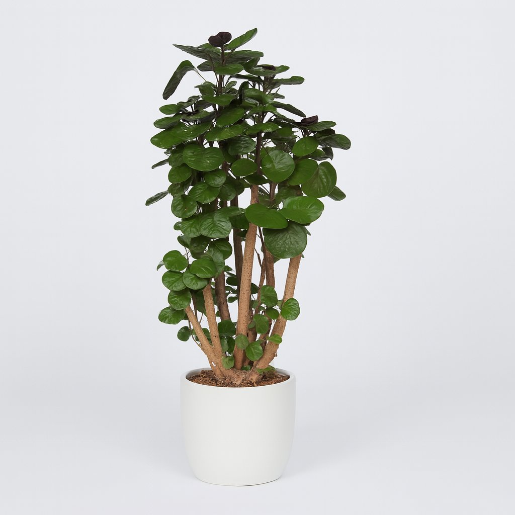 Polyscias Fabian - 90cm in einem modernen Studio mit modernem Topf