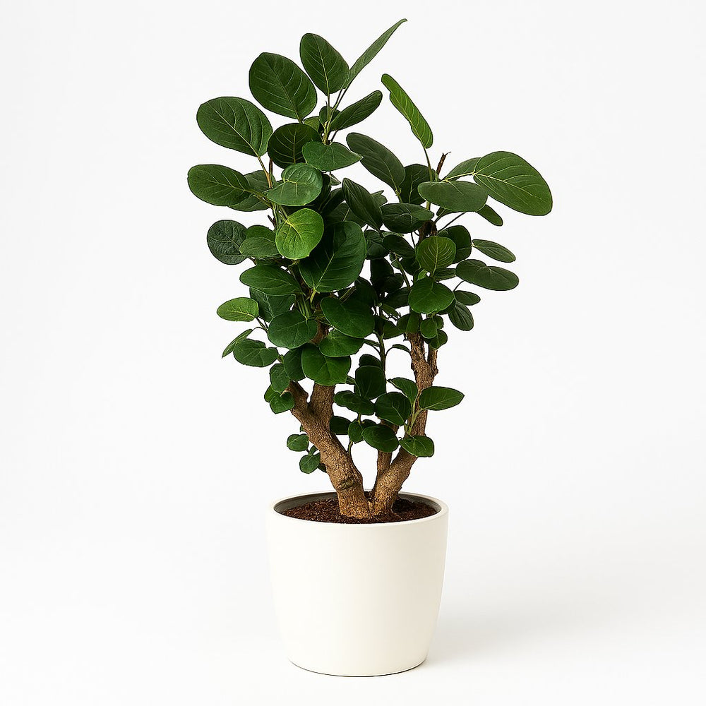 Polyscias Fabian 95cm im 21cm Topf