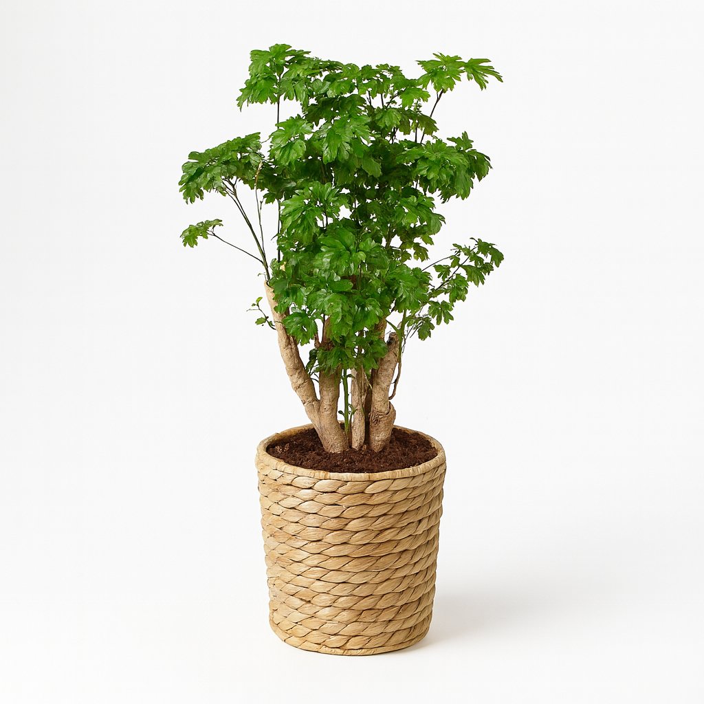 Polyscias Roble - 60cm in einem modernen Studio mit modernem Topf