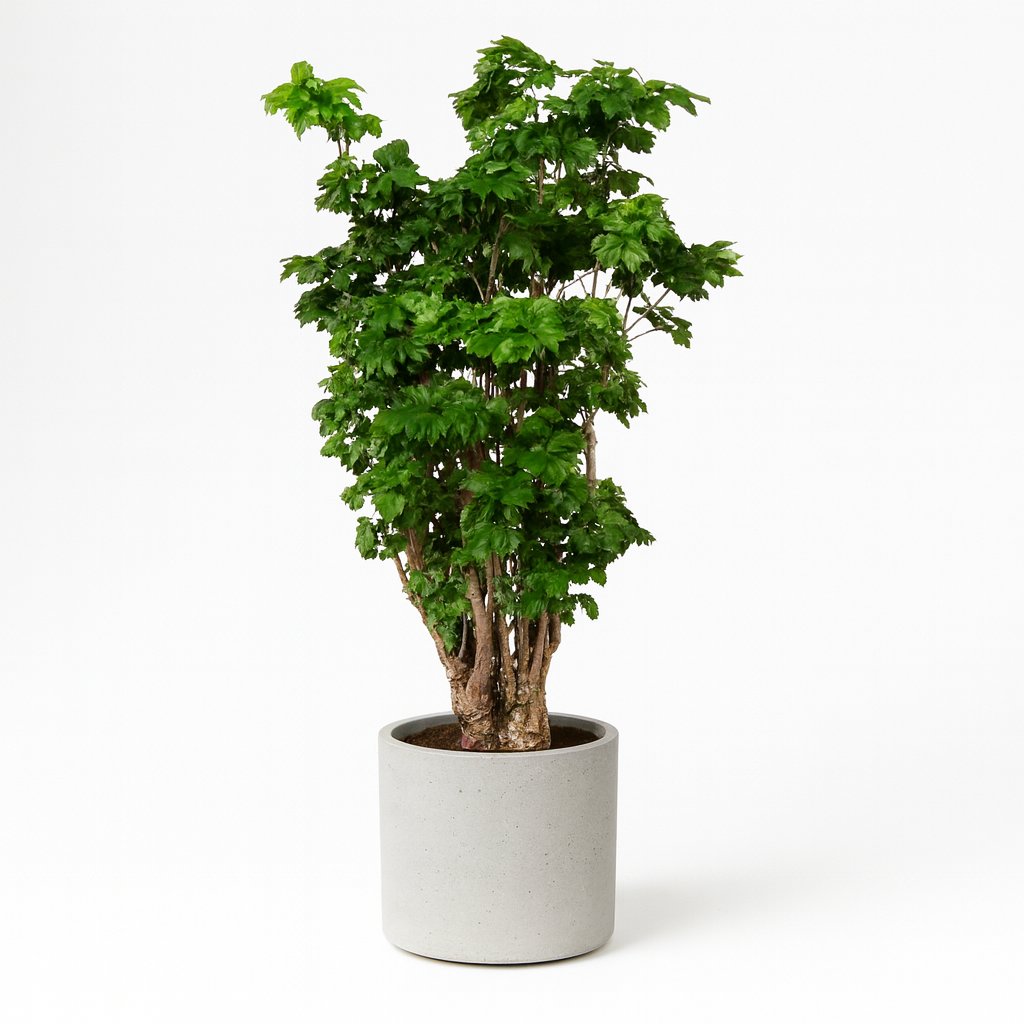 Polyscias Roble - 80cm in einem modernen Studio mit modernem Topf