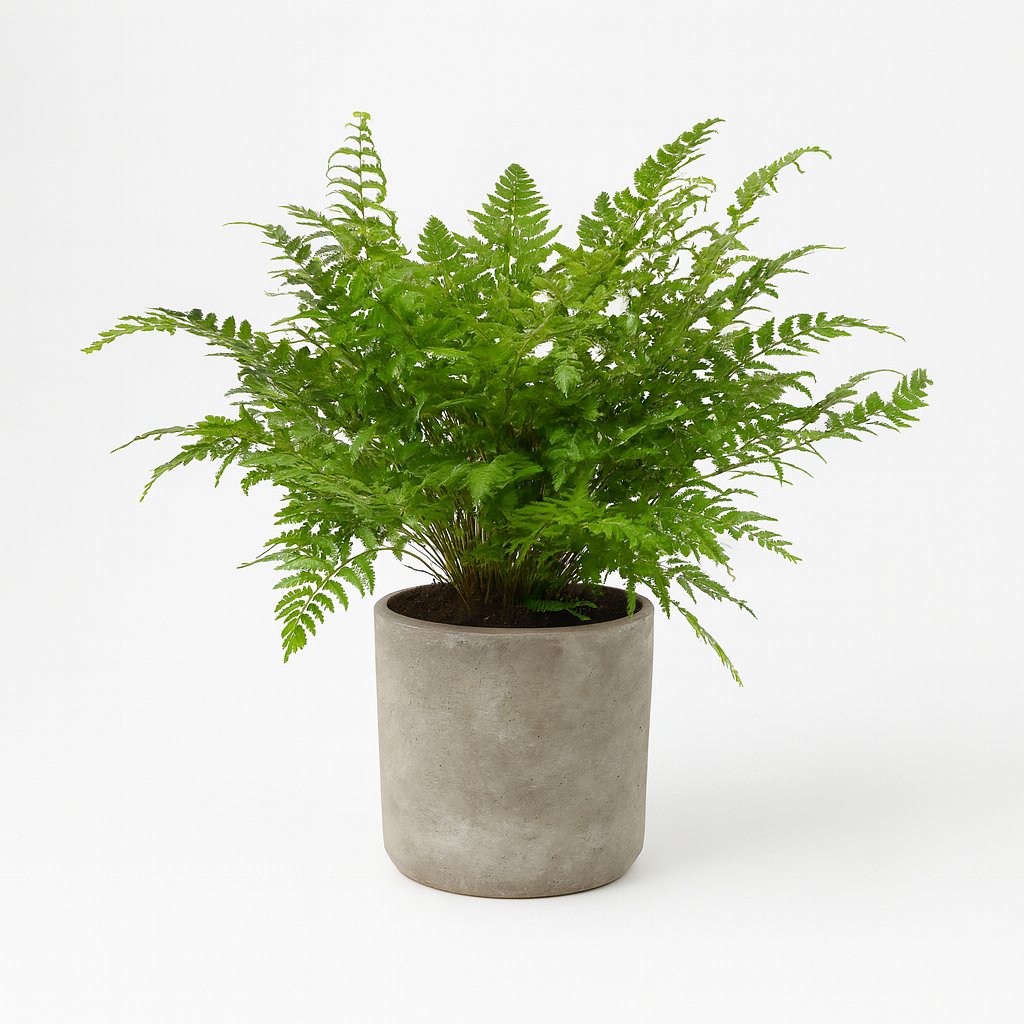 Polystichum Tsussimense / Athyrium - 30cm