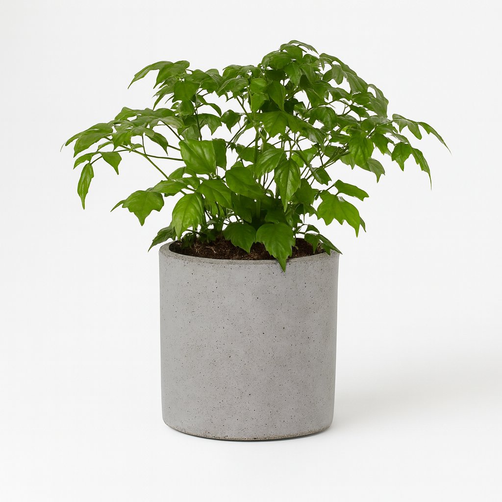 Rademachera Sinica - 27cm in einem modernen Studio mit modernem Topf