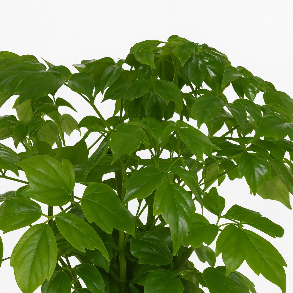 Rademachera Sinica - 27cm