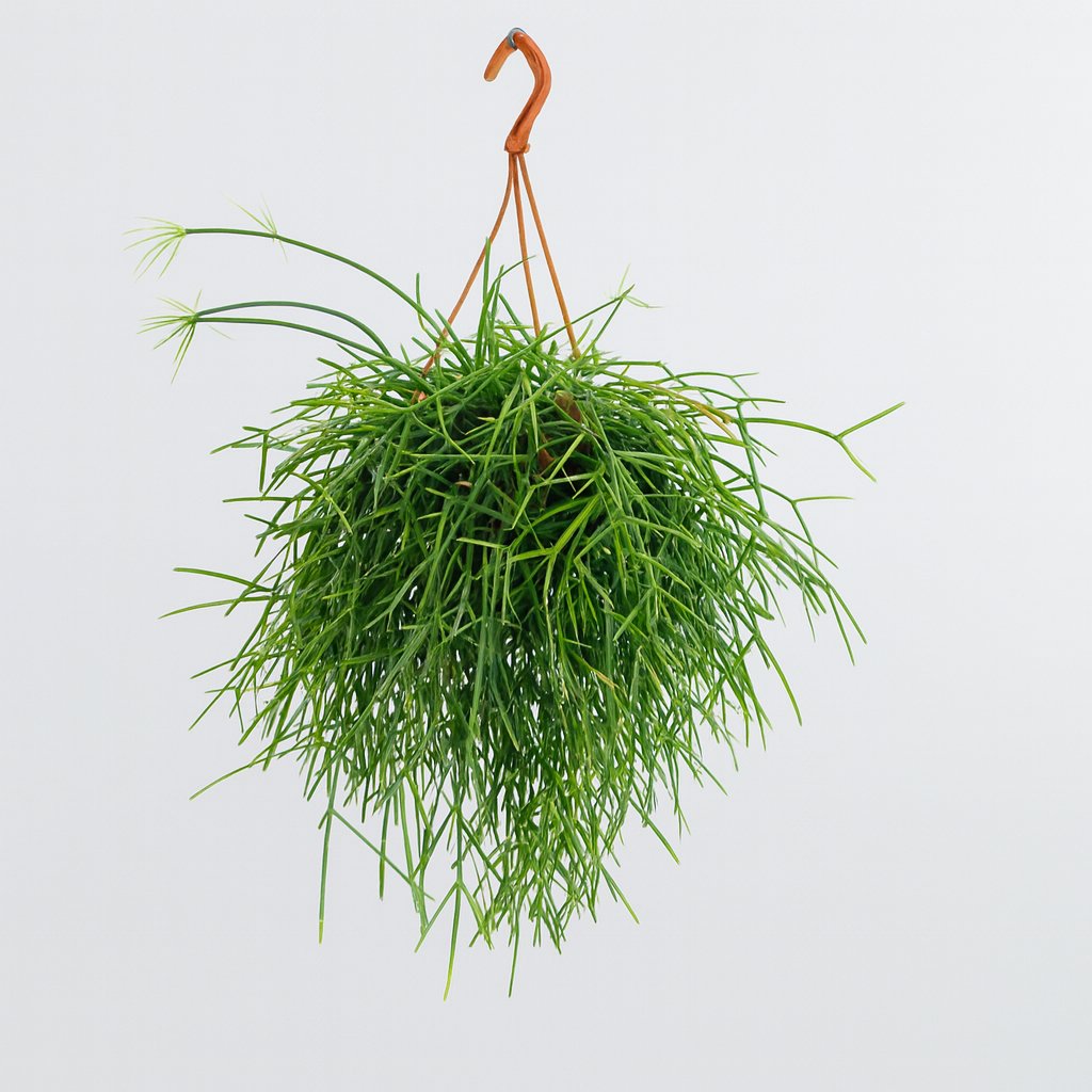 Rhipsalis Pulchra - 35cm in einem modernen Studio mit modernem Topf