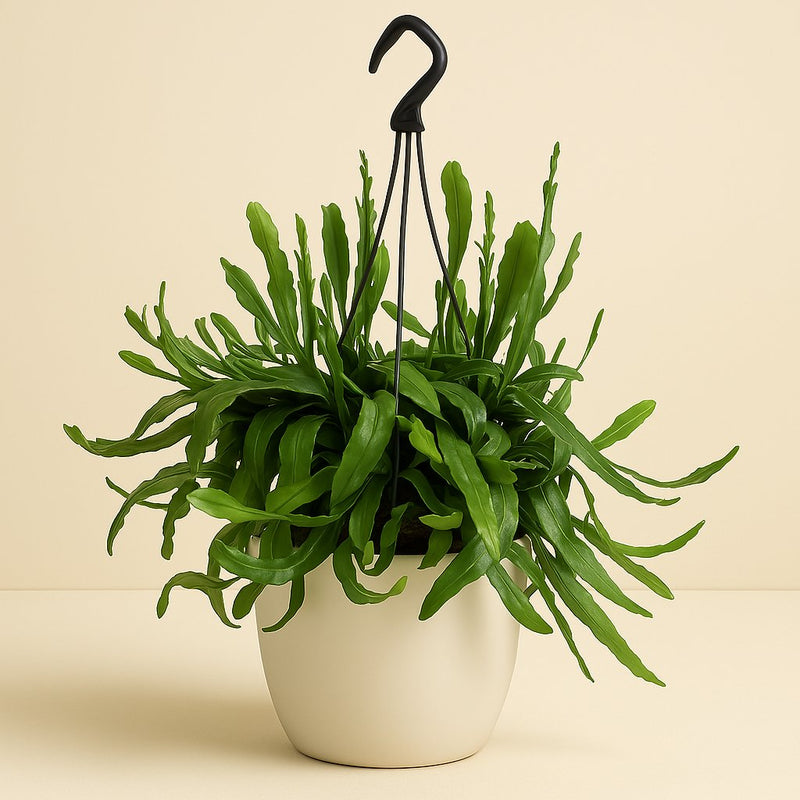 Rhipsalis Ramaloris Detail
