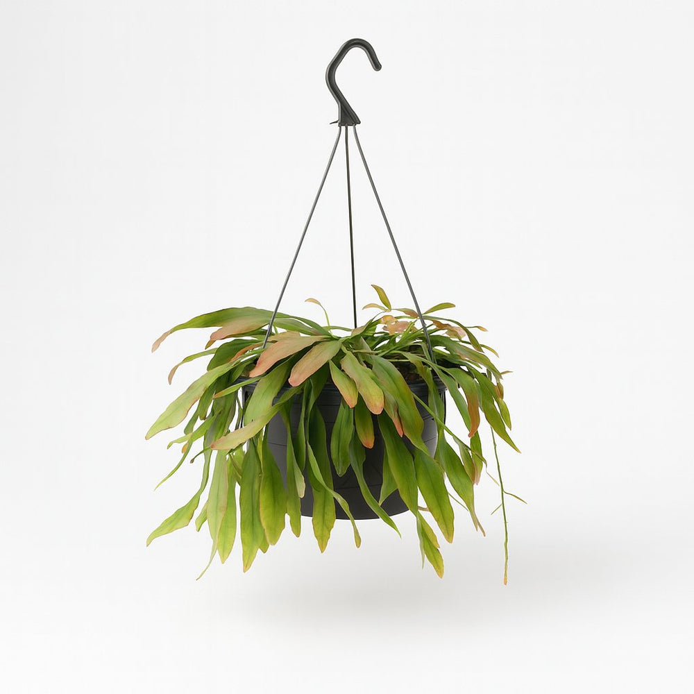 Rhipsalis Red Coral 25cm im 17cm Topf