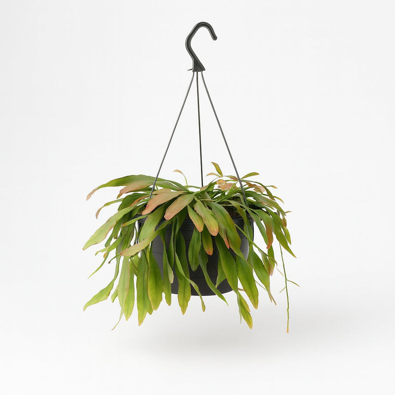 Rhipsalis Red Coral Detail