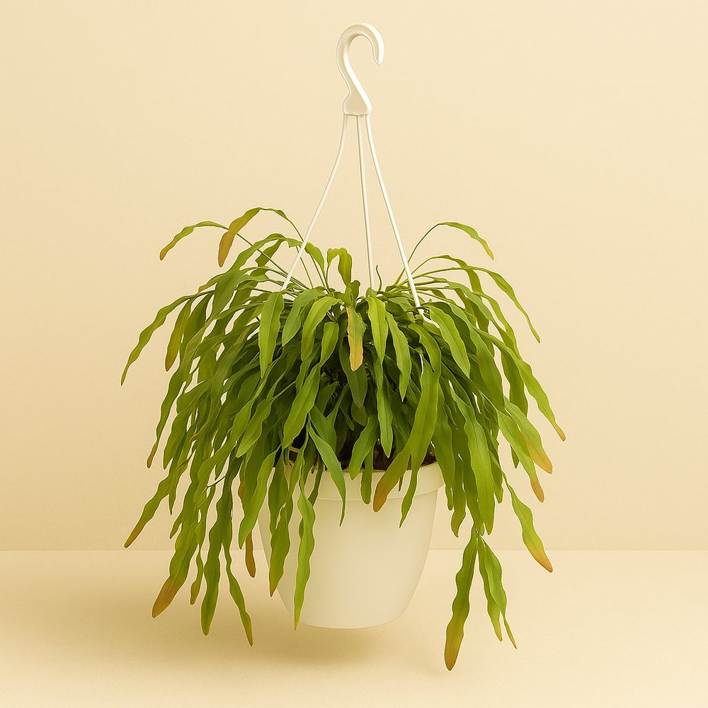 Rhipsalis Red Coral 60cm im 25cm Topf