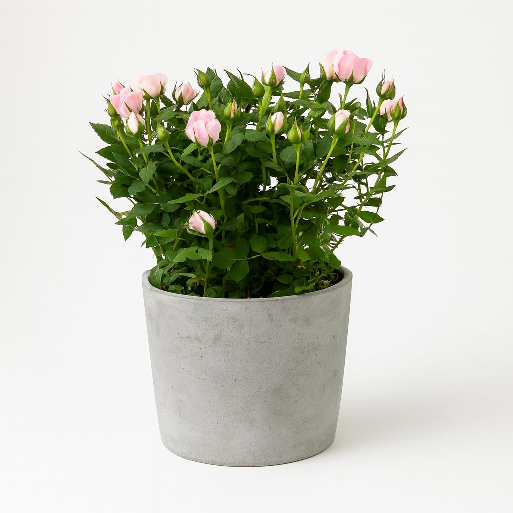 Rosa Jewel Patio Baby - 30cm in einem modernen Studio mit modernem Topf
