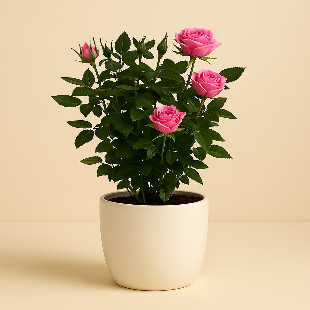 Rosa Jewel Patio Sparkling 30cm im 17cm Topf