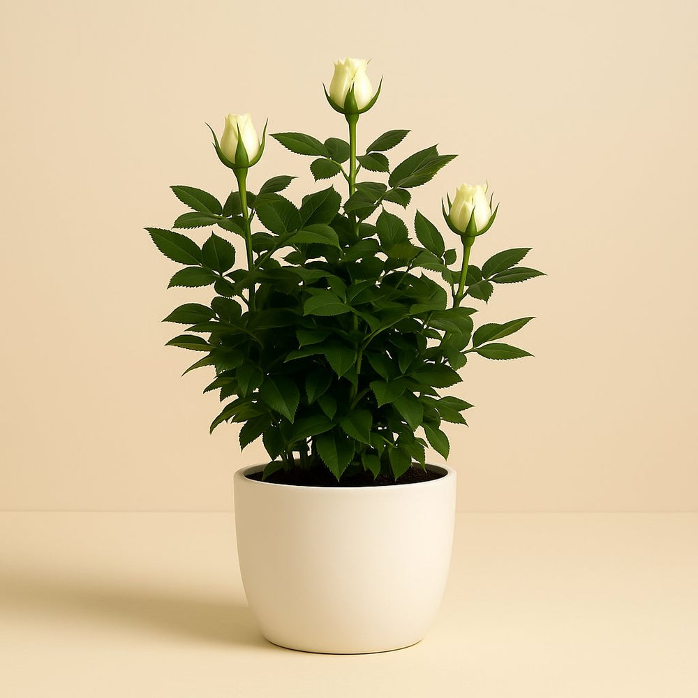 Rosa Jewel Patio White 30cm im 17cm Topf