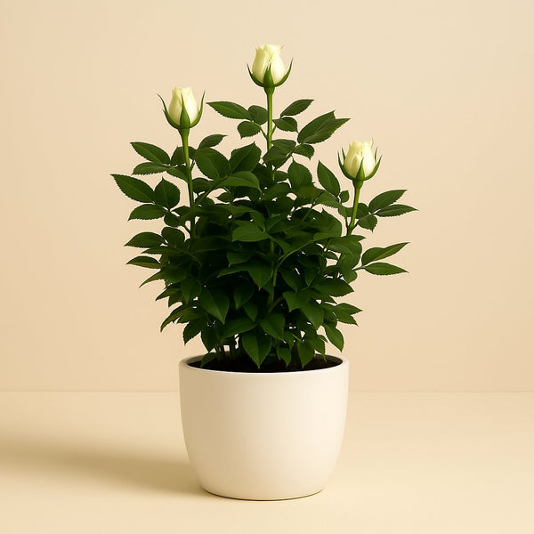 Rosa Jewel Patio White 30cm im 17cm Topf
