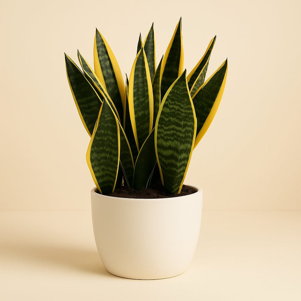 Sanseveria Goldflame 50cm im 21cm Topf
