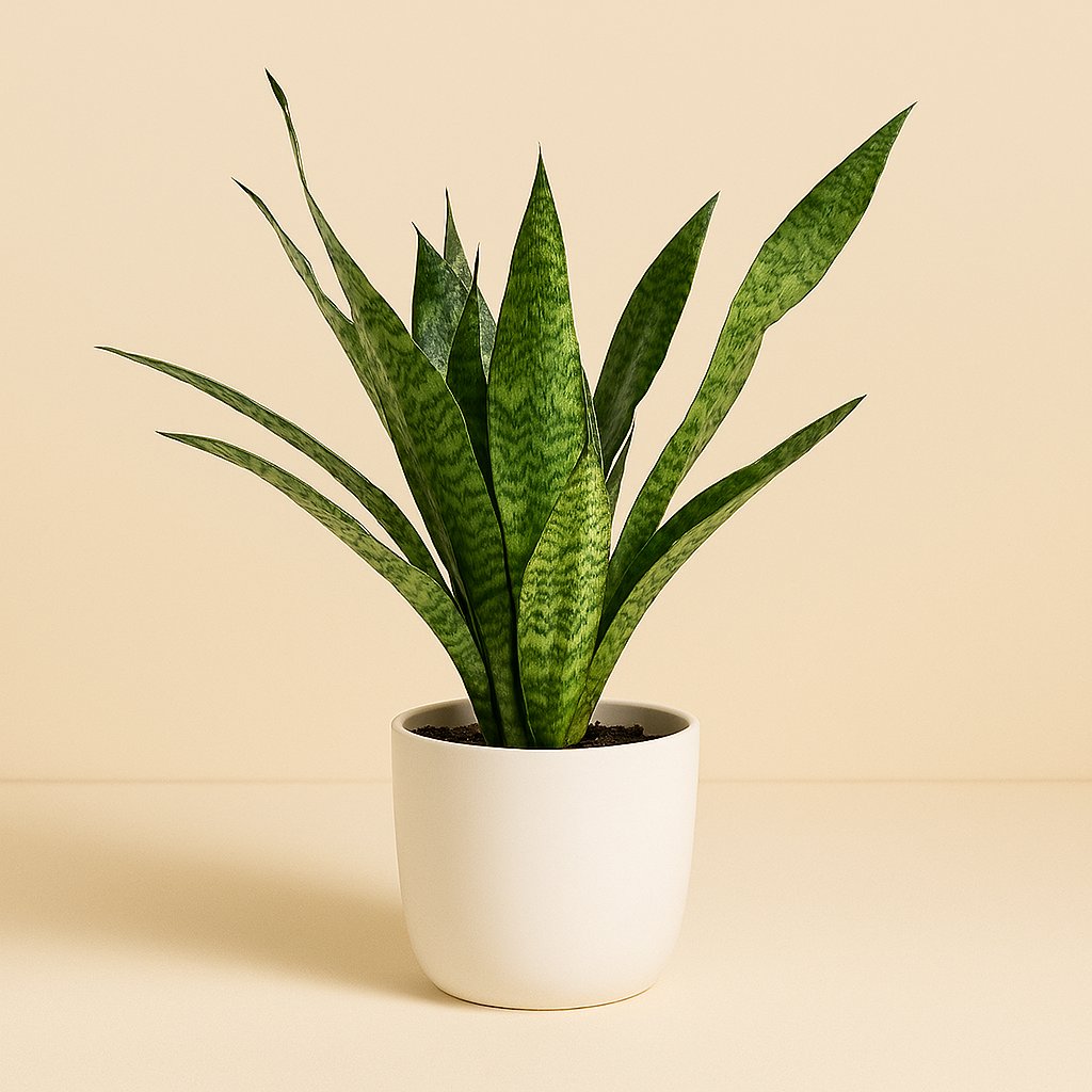 Sansevieria Aubrytniana Dragon - 55cm