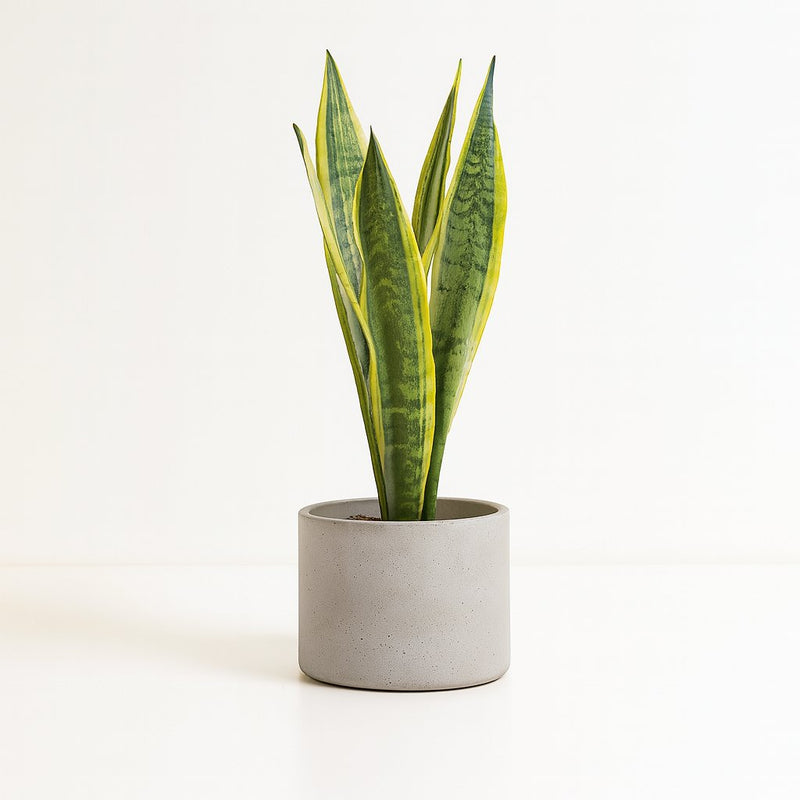 Sansevieria Aubrytniana Lauren Detail