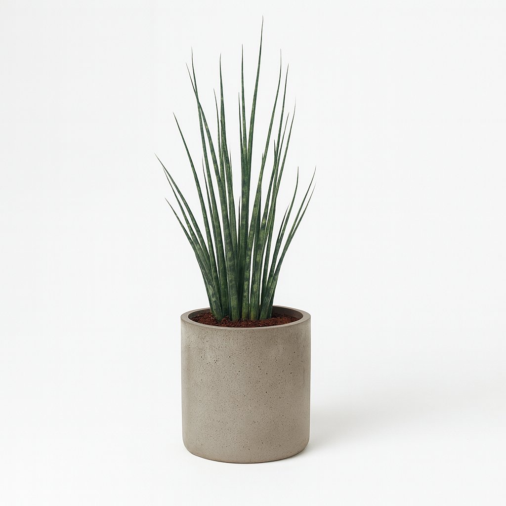 Sansevieria Fernwood Mikado - 80cm im Ø19cm Topf in einem modernen Studio
