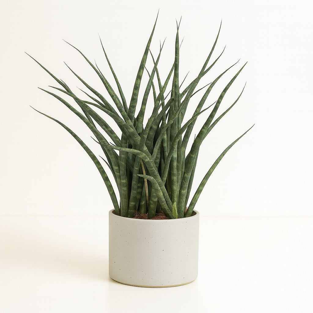 Sansevieria Fernwood Punk - 35cm in einem modernen Studio mit modernem Topf
