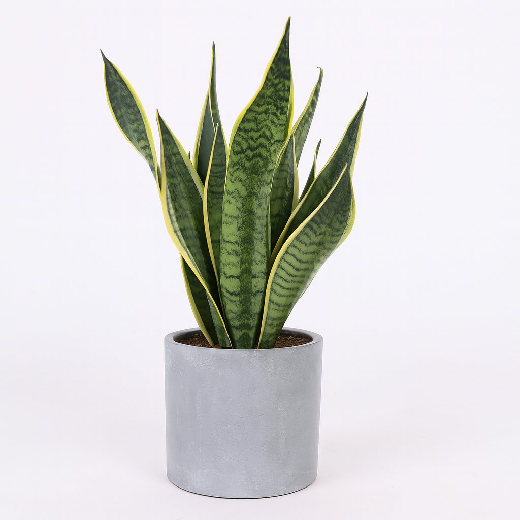 Sansevieria Futura Superba - 40cm in einem modernen Studio mit modernem Topf