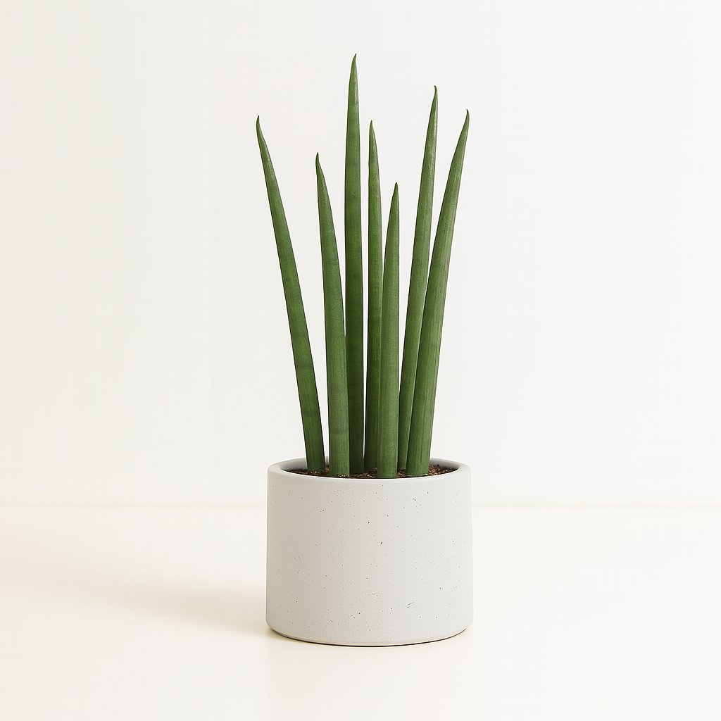 Sansevieria Mikado - 40cm in einem modernen Studio mit modernem Topf