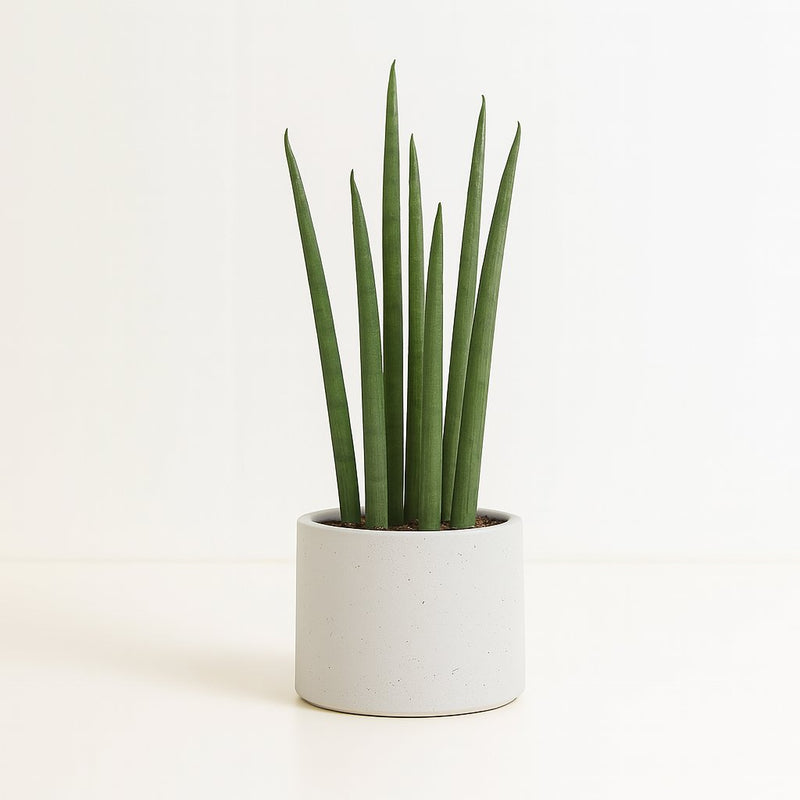 Sansevieria Mikado Detail