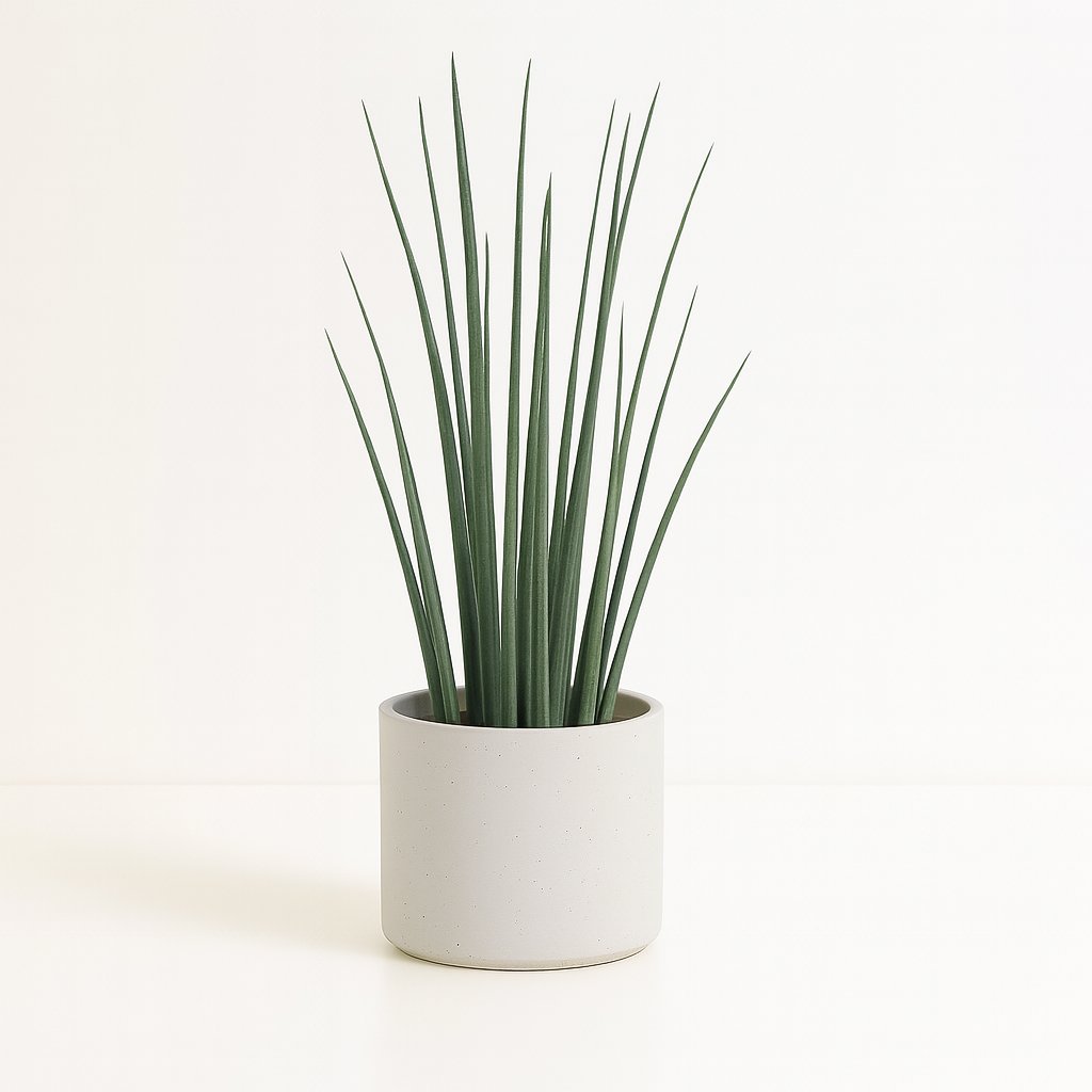 Sansevieria Mikado - 70cm in einem modernen Studio mit modernem Topf