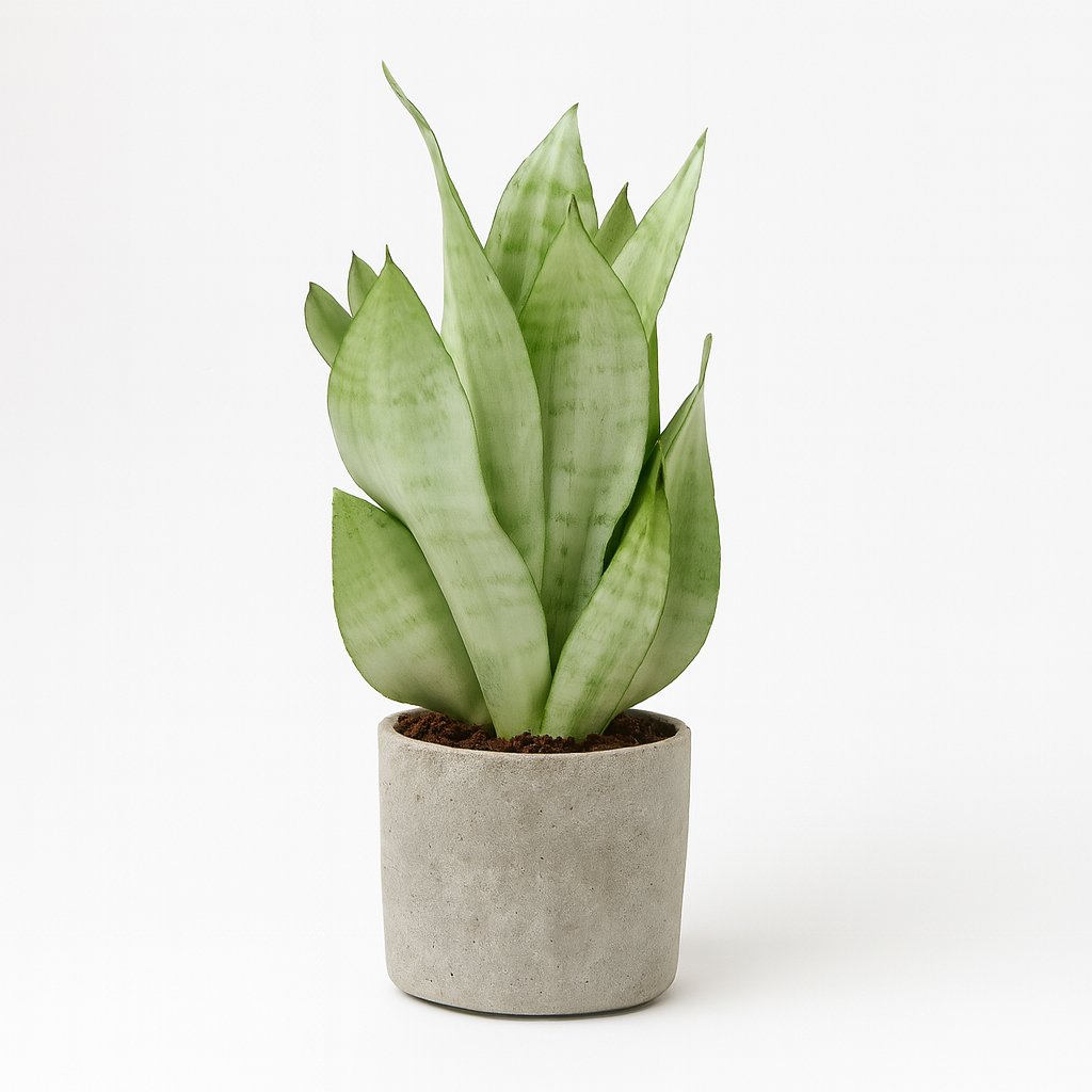Sansevieria Moonshine - 40cm in einem modernen Studio mit modernem Topf
