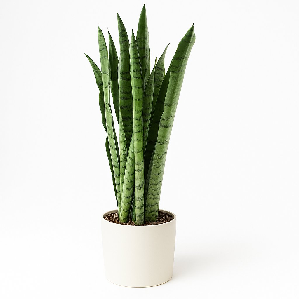 Sansevieria Spearmint - 55cm in einem modernen Studio mit modernem Topf