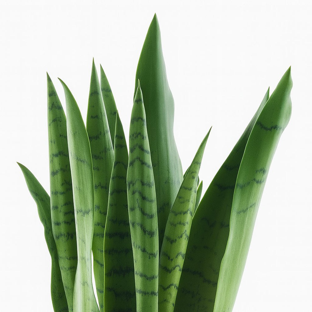 Sansevieria Spearmint 55cm im 14cm Topf Nahaufnahme