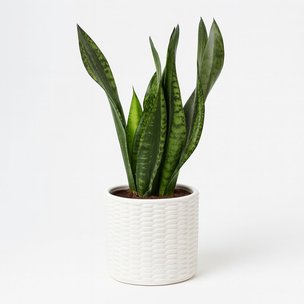 Sansevieria Whitney - 27cm