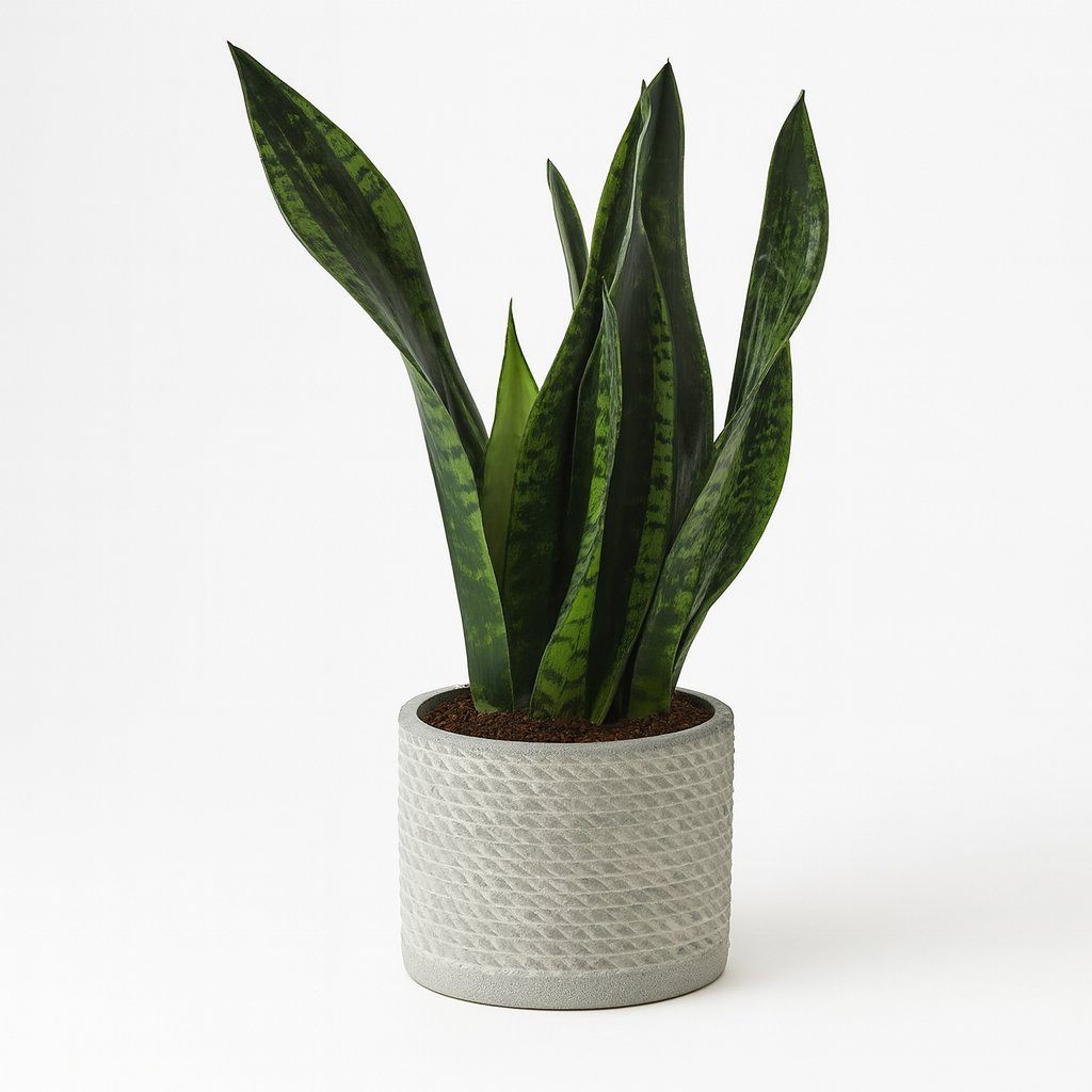 Sansevieria Whitney - 27cm