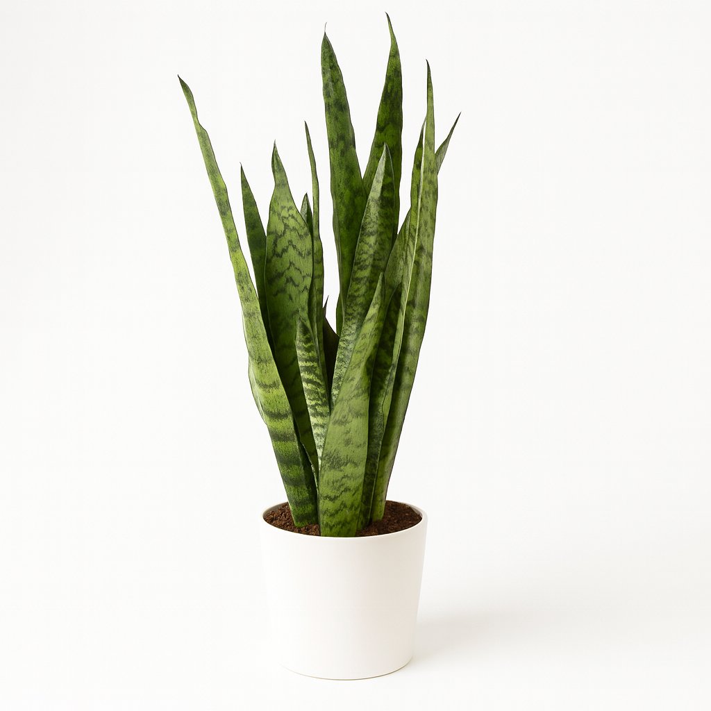 Sansevieria Zeylanica - 55cm