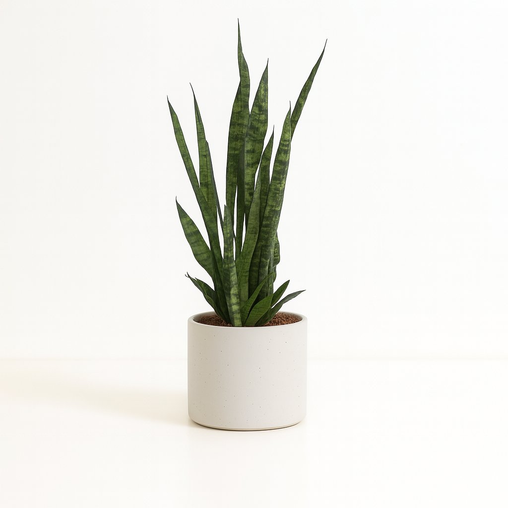 Sansevieria Zeylanica - 75cm in einem modernen Studio mit modernem Topf