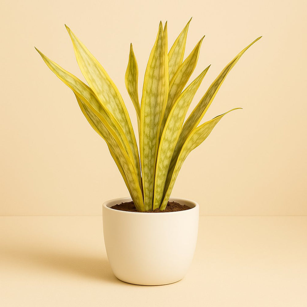Sansevieria Aubrytniana Metallica 70cm im 17cm Topf