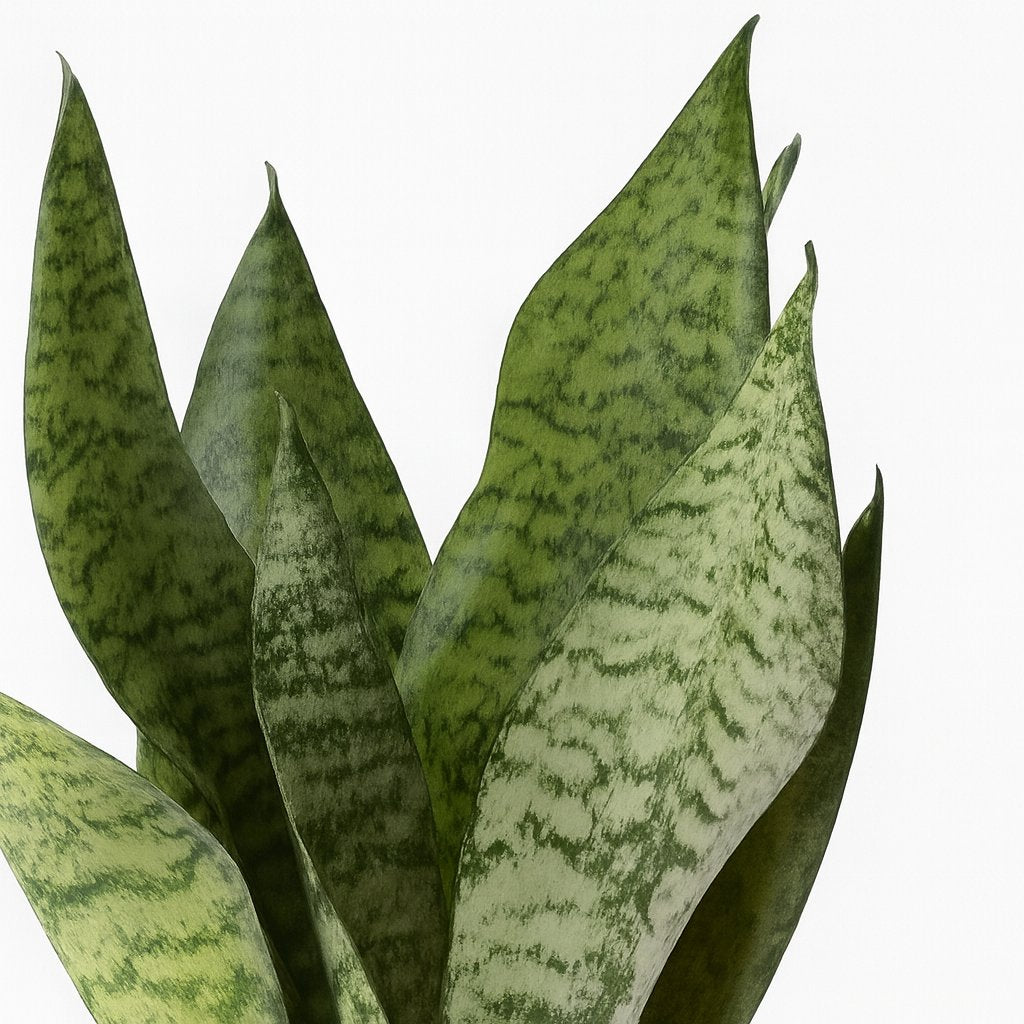 Sansevieria Black Coral - 35cm, Nahaufnahme der dunklen Blätter