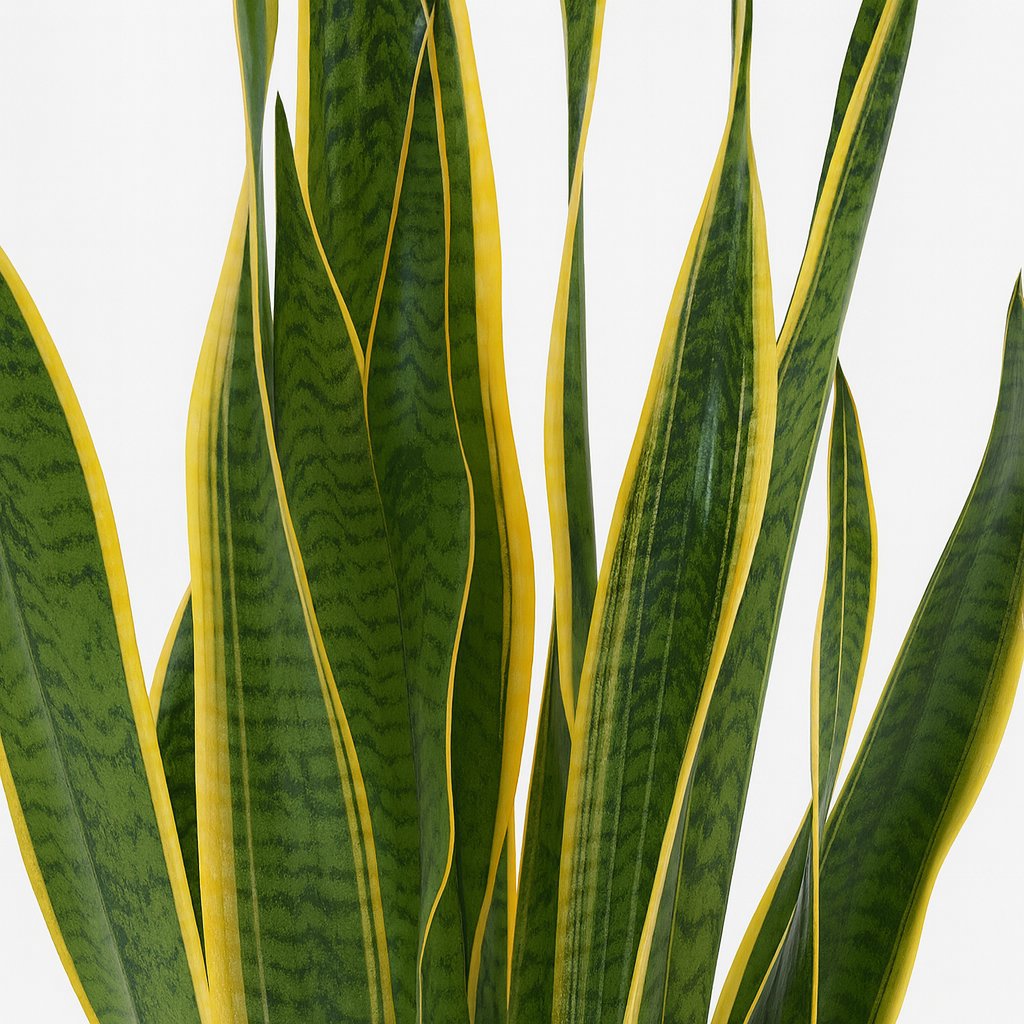 Sansevieria Laurentii - 70cm