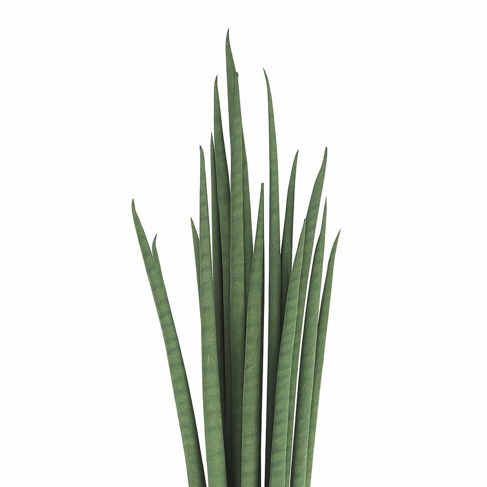 Sansevieria Mikado - 40cm, Nahaufnahme der zylindrischen Blätter