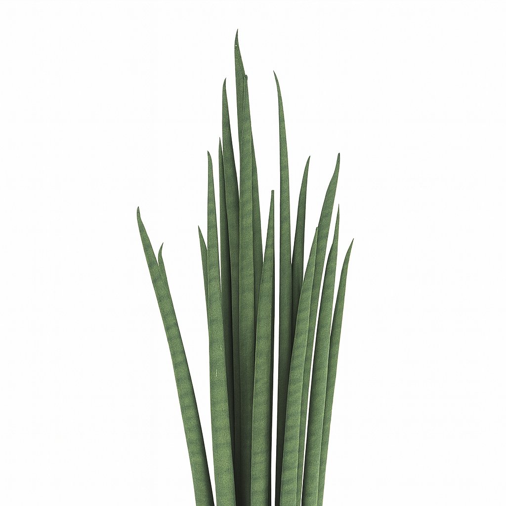 Sansevieria Mikado - 40cm, Nahaufnahme der zylindrischen Blätter
