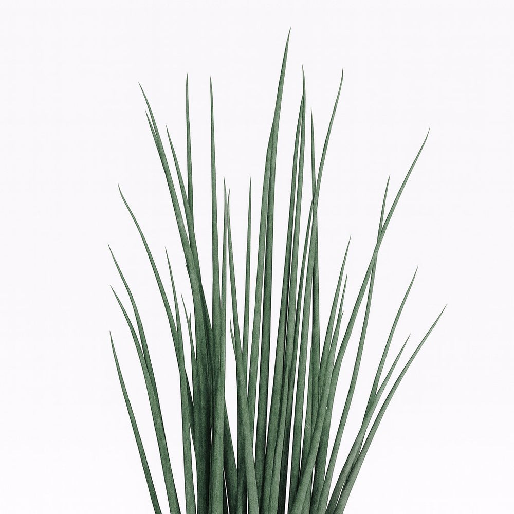 Sansevieria Mikado - 70cm, Nahaufnahme der aufrecht wachsenden Blätter