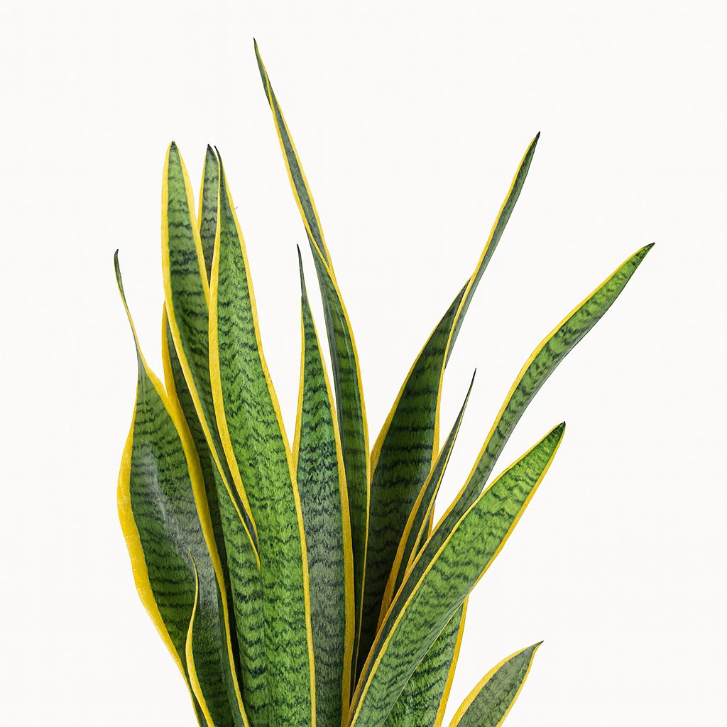 Sansevieria Trifasciata Laurentii - 60cm
