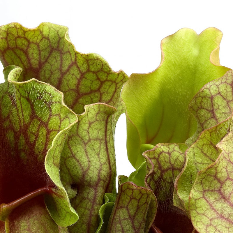 Sarracenia Detail