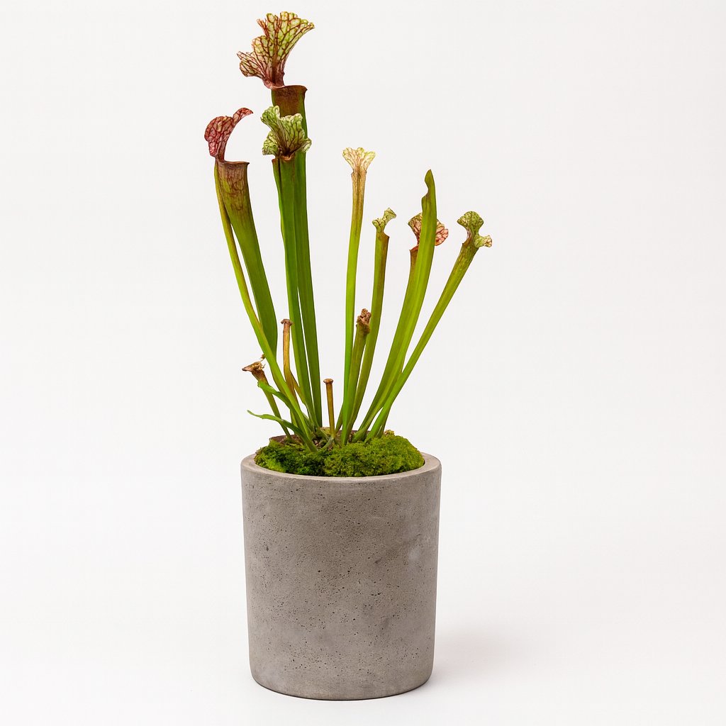 Sarracenia Judith Hindle - 30cm in einem modernen Studio mit modernem Topf